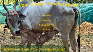 பஞ்சகவ்யம் தயார் செய்வது எப்படி?||How to make Panchakavya?||In Tamil|| Shristi Farms