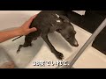 イタグレ子犬初めてのお風呂体験【103日目】italian greyhound puppy