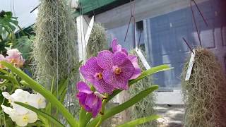 Tour of Cal Pacific Orchid Farm