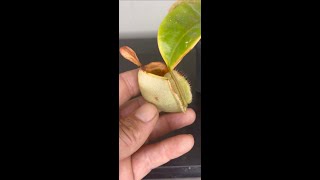 NEPENTHES AMPULLARIA UPDATE 3/3/22 NOT DOING SO GREAT 😩