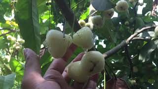 White Jamun Tree Rose Apple