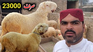 Saste Mundre Chatre khan se milte han || 2025 ke Qurbani wale | mundra goat farm 13 December 2024