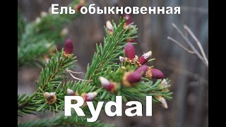 Необычная ель с красными приростами  Picea abies Rydal