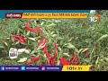 మిరపలో బూడిద తెగులు నివారణకు సూచనలు tips for control of gray rot in chilli matti manishi 10tv