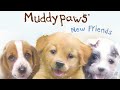 Muddypaws New Friends 🐶 by Steve Smallman 📖 Kids #Read Aloud