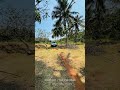 2.75 Acre coconut plantation with house for sale in Attappadi | Call 7907193689  #attappadi  #land