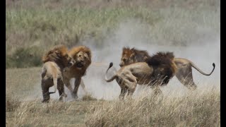 Fight of 4 lions vs 1 (part III of  V)