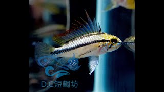 11/2【DC短鯛坊】B紅緣藍三線短鯛 No.I1【DwarfCichlid】