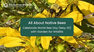 All About Native Bees | Celebrate World Bee Day with Garden for Wildlife
