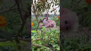 木に登る愛らしい小さな猿🐒🐵#monkey #cute #さる #monkeydluffy #monkeys #jp #monkeyvideo #ペット #babymonkey #baby