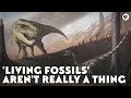 'Living Fossils' Aren't Really a Thing