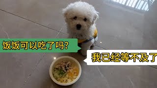 小奶狗太乖了，虽然很饿，但还是很听话