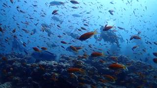 伊豆のダイビングで夢心地,圧巻の海中