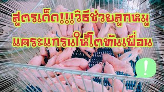 สูตรเด็ด!!!วิธีช่วยลูกหมูแคระแกรนให้โตทันเพื่อน.ep54#ธนสารฟาร์ม #ธนสารการเกษตร