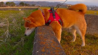 田んぼに夢中な柴犬はちがかわいい！