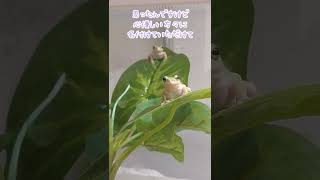 名前が決まりました🐸　#shorts  #アマガエル