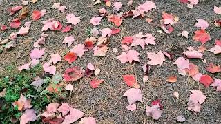 Irishtown Nature Park #Autumn colors