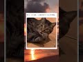 太り過ぎと注意されてる猫の態度wwwww 猫 おもしろ 面白い tiktok twitter 2ch 5ch