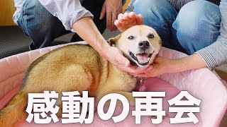 3日ぶりにパパとママに再会した雑種犬コロちゃんの反応がこちらです。