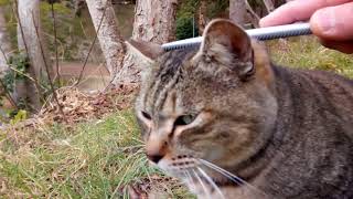 小雪のちらつく寒い公園、野良猫ちゃん達を撫でまくる。