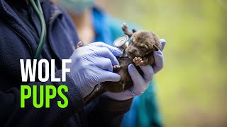 Introducing The Newest Addition To The North Carolina Zoo: A Trio Of Red Wolf Pups!