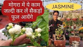 मोगरा (Jasmine) Plant Care | तुरंत तैयार करें मोगरा को | fertilizer | Soilmix | Rooftop Organics