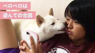 かまって欲しくてペロペロが止まらない柴犬🐾【PECO TV】