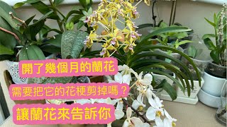 蘭花開了幾個月 ￼需要把它的花梗剪掉嗎？￼讓蘭花來告訴你。