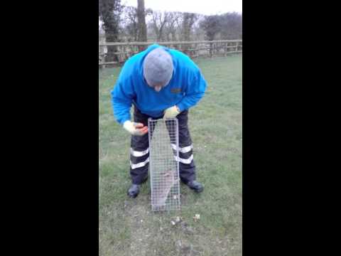 How to use catch alive rabbit traps start to finish. Setting, baiting, catching, dispatch. How to use catch alive rabbit traps start to finish. Setting, baiting, catching, dispatch.