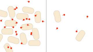 Quorum Sensing