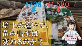 【培土の検証】値段が高い培土と安い培土では、苗の生育具合がどれくらい違うのか？