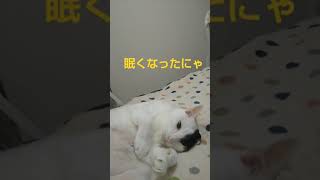 まぁ太郎15歳 眠たいにゃ #老猫 #shorts