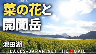 【池田湖】冬でも菜の花が見られる南国。菜の花と開聞岳と池田湖。