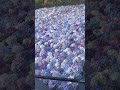 雨引観音…水中華…あじさい祭…茨城県桜川市…紫陽花