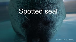 Spotted seal 20240525／Higashiyama Zoo and Botanical Garden／4K