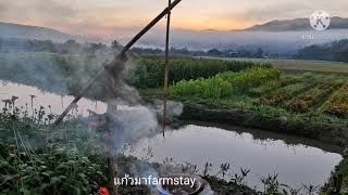 บรรยากาศลานกางเตนท์​แก้วมาfarmstay​  ลำปาง