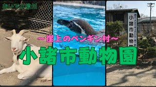 小諸市動物園・崖上のペンギン村by蒼月