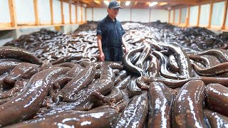 Почему в Японии Перестали Есть Миллионы Саламандр