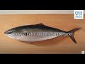 How to Fillet Japanese Amberjack -｜日本さばけるプロジェクト