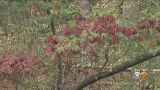 Fall Foliage Forecast