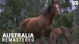 Brumby gives birth in the Australian Alps  | Australia Remastered