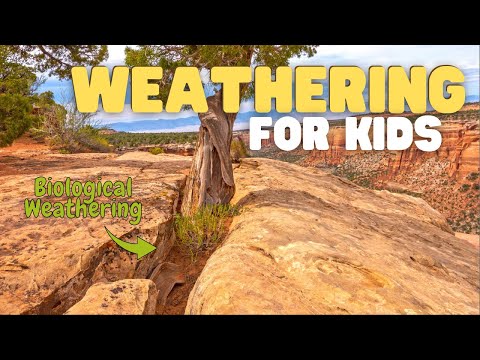 What type of weathering is plant growth?