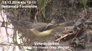 Virtavästäräkki vähän ennen joulua (Motacilla cinerea)