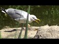 silbermöwe als eierdieb herring gull with stolen egg