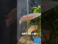 ホワイトドラゴンも