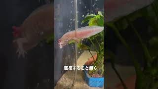 ホワイトドラゴンも