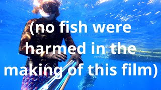 shooting fish & eating them raw (rainbow runner sashimi)