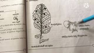 Albugo life cycle for tm