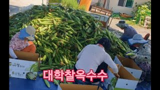 괴산 대학찰옥수수 30개 택비포함 25,000원 🤗60개 택비포함 45,000원 충북괴산군 청천면  010-4949-4538 (봄 -브로컬리 여름 - 찰옥수수 겨울 - 절임배추)