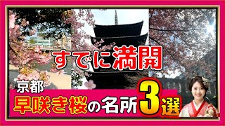 【京都観光vlog】早咲き桜の名所を効率的に巡る方法と老舗うなぎ屋を徹底紹介！